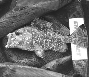 It’s amazing what you will catch on lures sometimes. Grant’s Guide to Fishes calls this is blue Maori cod.